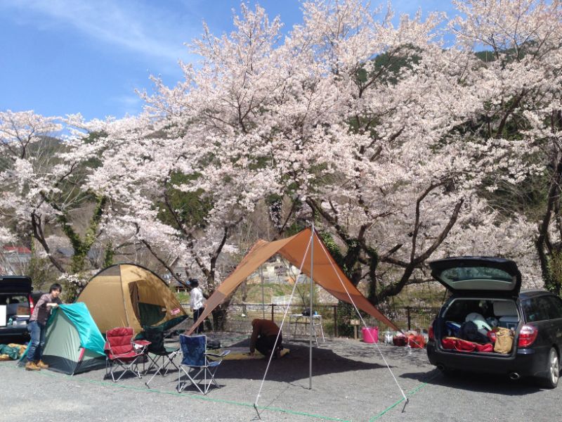 桜が見れるキャンプ場でワンランク上のお花見を楽しもう