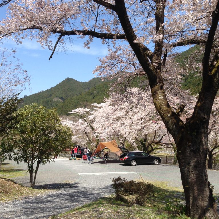 桜の咲く春のキャンプ場