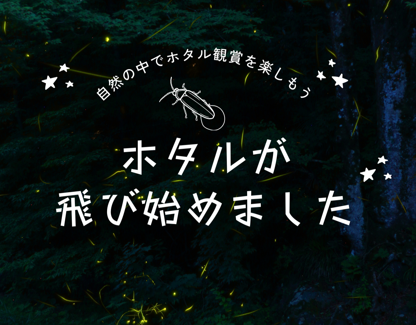 ホタルが飛び始めました！
