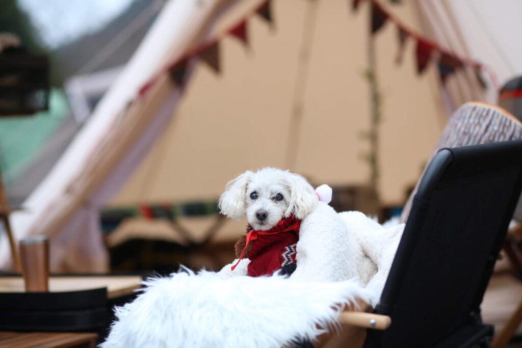 テントの前で椅子に座ってくつろぐ愛犬